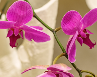 NUEVOS E- GIFT VOUCHERS